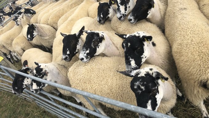 Sheep for Clarkson's Farm